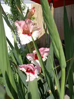DSC01698.webp