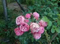CIMG7431.webp