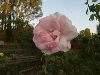CIMG7456.webp