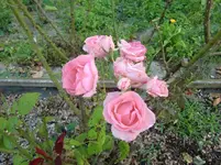 CIMG7457.webp