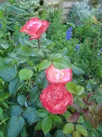 CIMG7368.webp