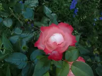CIMG7371.webp