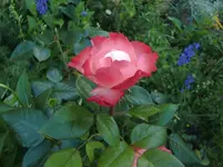 CIMG7370.webp