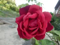 CIMG7349.webp