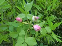 CIMG7452.webp
