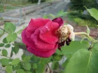 CIMG7350.webp
