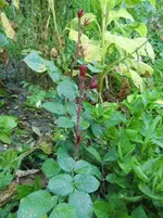 CIMG7432.webp