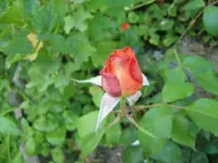 CIMG7395.webp