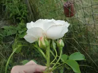 CIMG7400.webp