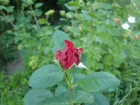 CIMG7393.webp