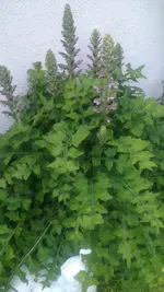 IMAG0331.webp