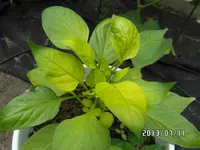 SAM_0247.webp