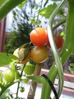 Tomate_01.webp