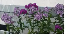 Phlox.webp