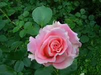 IMG_5726.webp