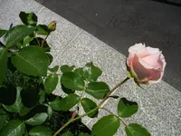 IMG_4023.webp