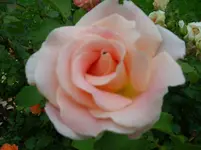 IMG_4096.webp
