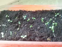 erdbeeren.webp