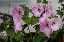 _DSC2141.webp