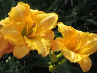 010.webp