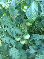 kroatische (domaca)Haustomate 28.6.2013 011.webp