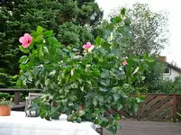 P1100130.webp