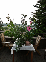 P1100134.webp