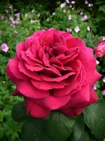 GräfinDiana.webp