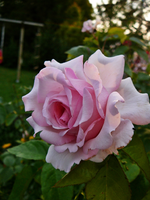 PrinzessinAlexandra.webp