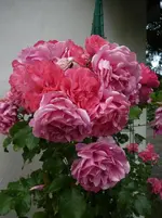 RosariumUetersen.webp