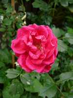 unbekannte.webp