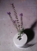 Foto0953.webp