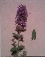 Foto0948.webp