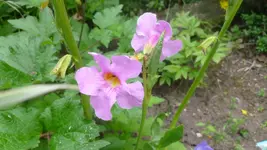 P1070448.webp