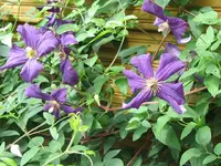 030.webp