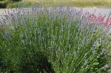 2013_0709Sommer0016.webp