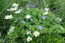 2013_0710Sommer0007.webp