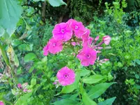 CIMG7482.webp