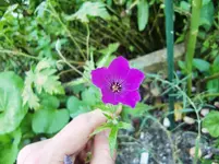 CIMG7504.webp