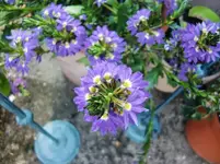 CIMG7523.webp
