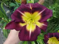 CIMG7488.webp