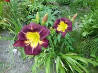 CIMG7486.webp