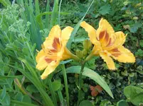 CIMG7492.webp