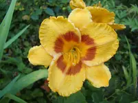 CIMG7494.webp