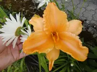CIMG7471.webp