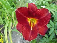 CIMG7490.webp