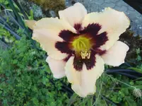 CIMG7472.webp