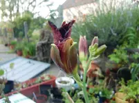 CIMG7531.webp