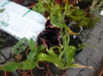 CIMG7529.webp