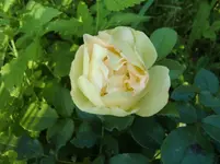 CIMG7519.webp